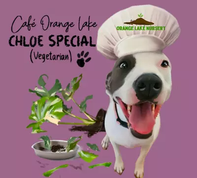 plant/Chef Chloe Sticker-0-thumbnail