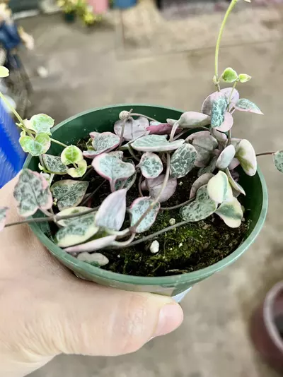 plant/String of hearts variegated pink-1-thumbnail