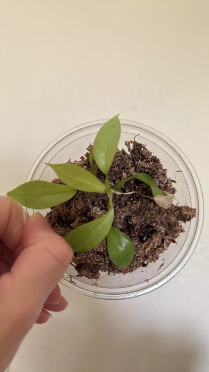 plant/Philodendron snowdrift-2