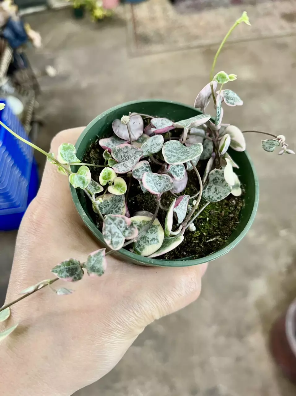 plant/String of hearts variegated pink-2