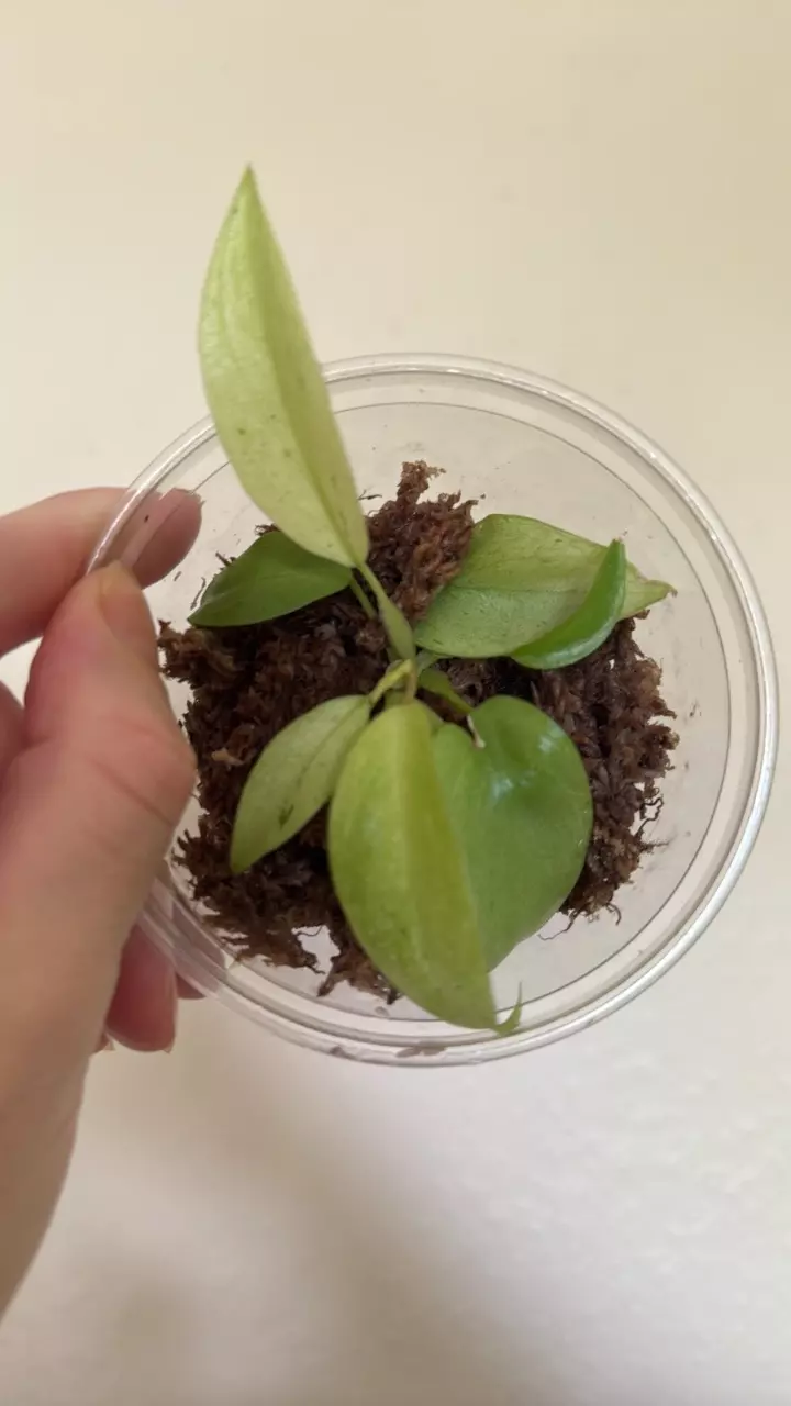 plant/Philodendron snowdrift-1