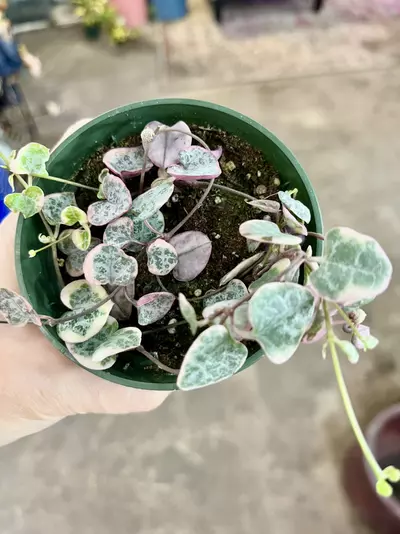 plant/String of hearts variegated pink-0-thumbnail
