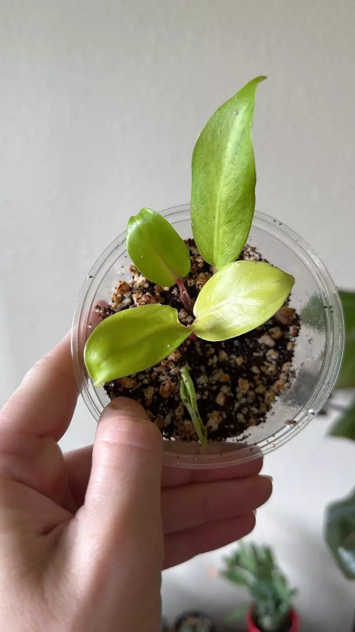 plant/Philodendron Thai sunrise-0