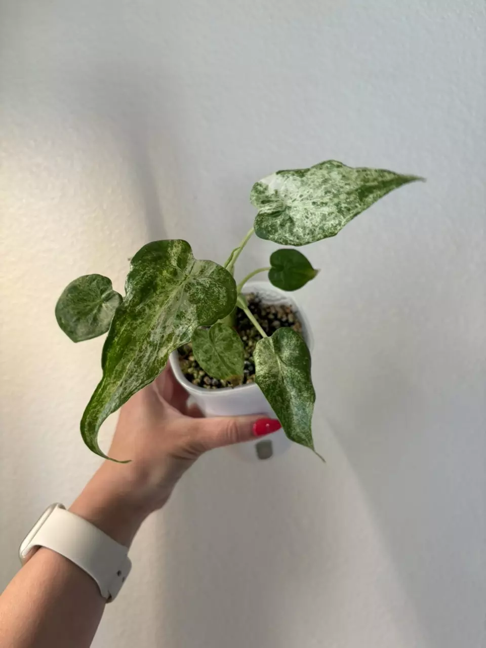 plant/Alocasia Cuculatta Mint Variegated Pup-0