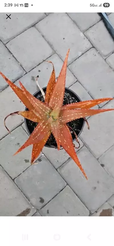 plant/ALOE HYBRID-0-thumbnail
