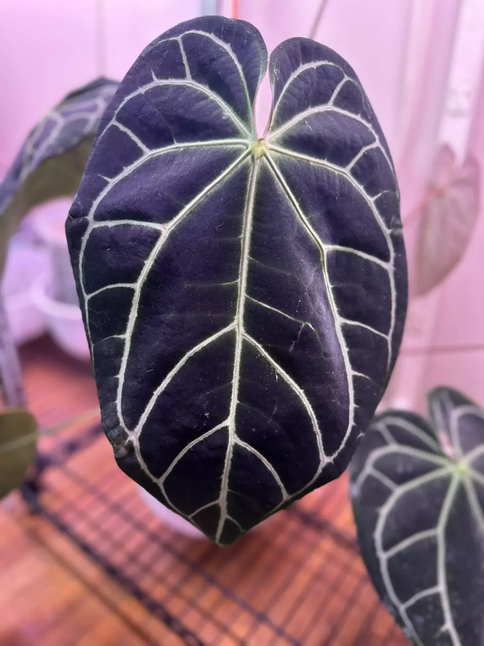 plant/1 Anthurium pink lemonade x windy dress X Brielle-1