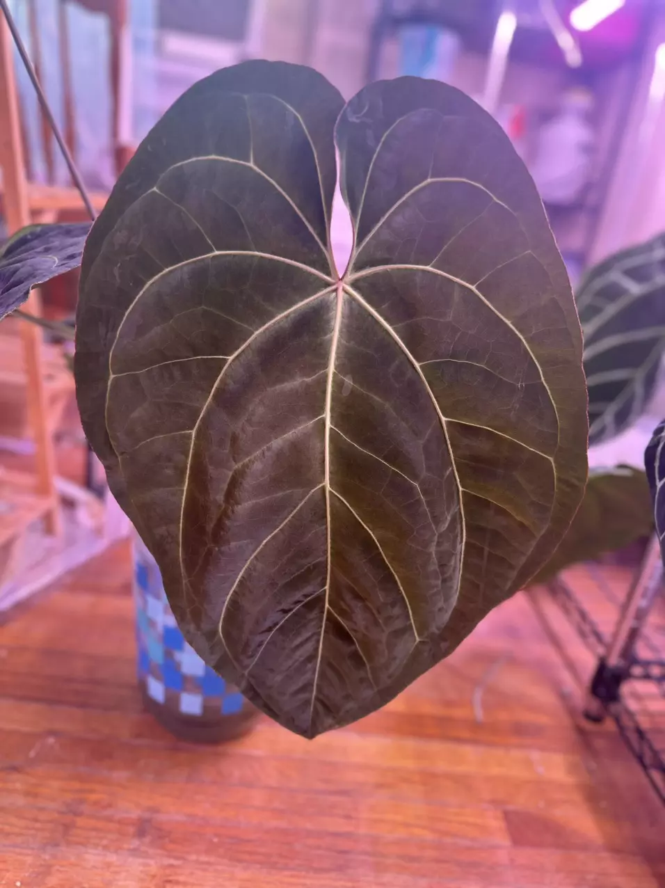 plant/1 Anthurium pink lemonade x windy dress X Brielle-0