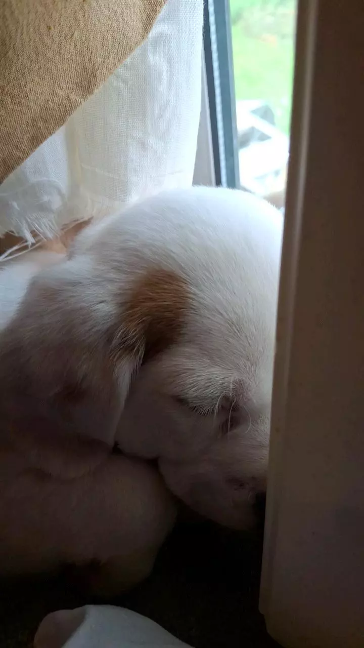 plant/Mystery jewelry-0