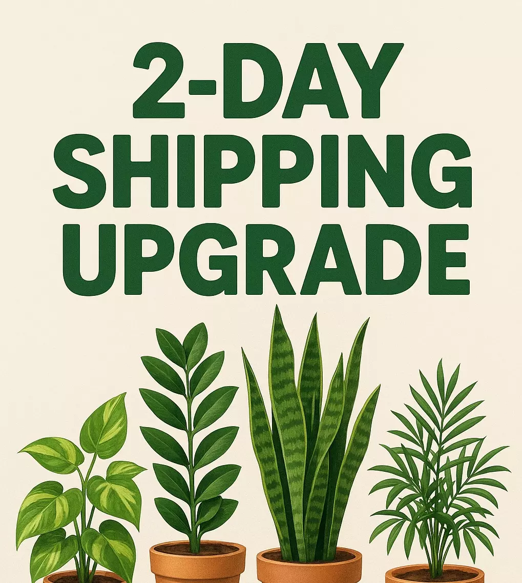 plant/2-day shipping upgrade-0