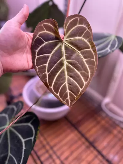 plant/1 Anthurium pink lemonade x windy dress X Brielle-2-thumbnail