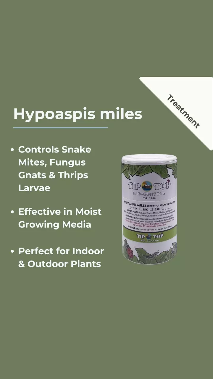 plant/Stratiolaelaps scimitus (Hypoaspsis miles)-0