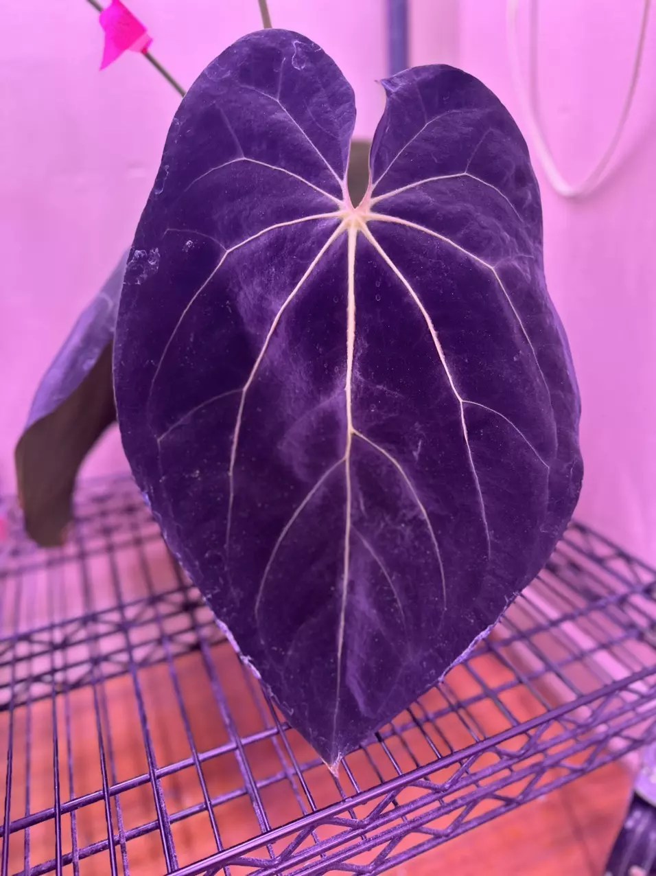 plant/1 Anthurium blue velvet x AOS X Carla x Bvep-1