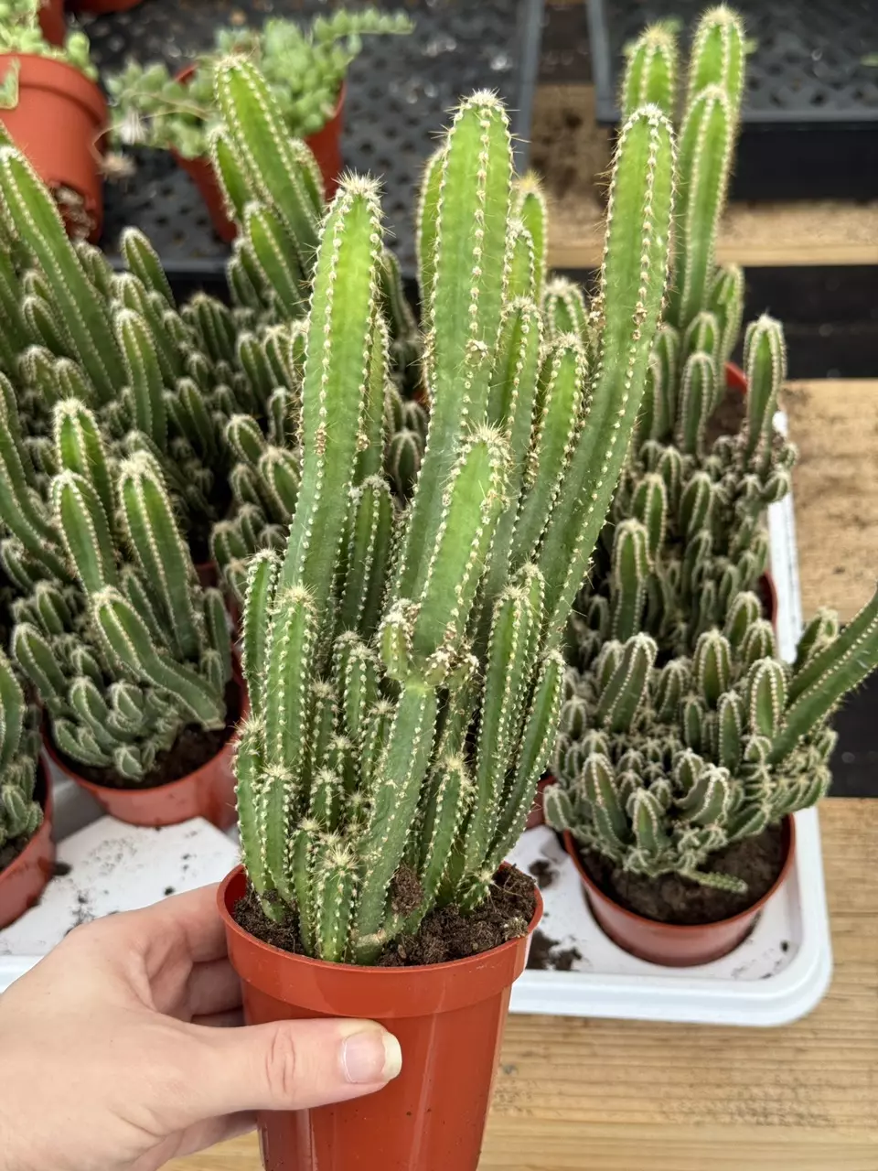 plant/Acanthocereus tetragonus | Fairy Castle Cactus | 3.5” Pot-3