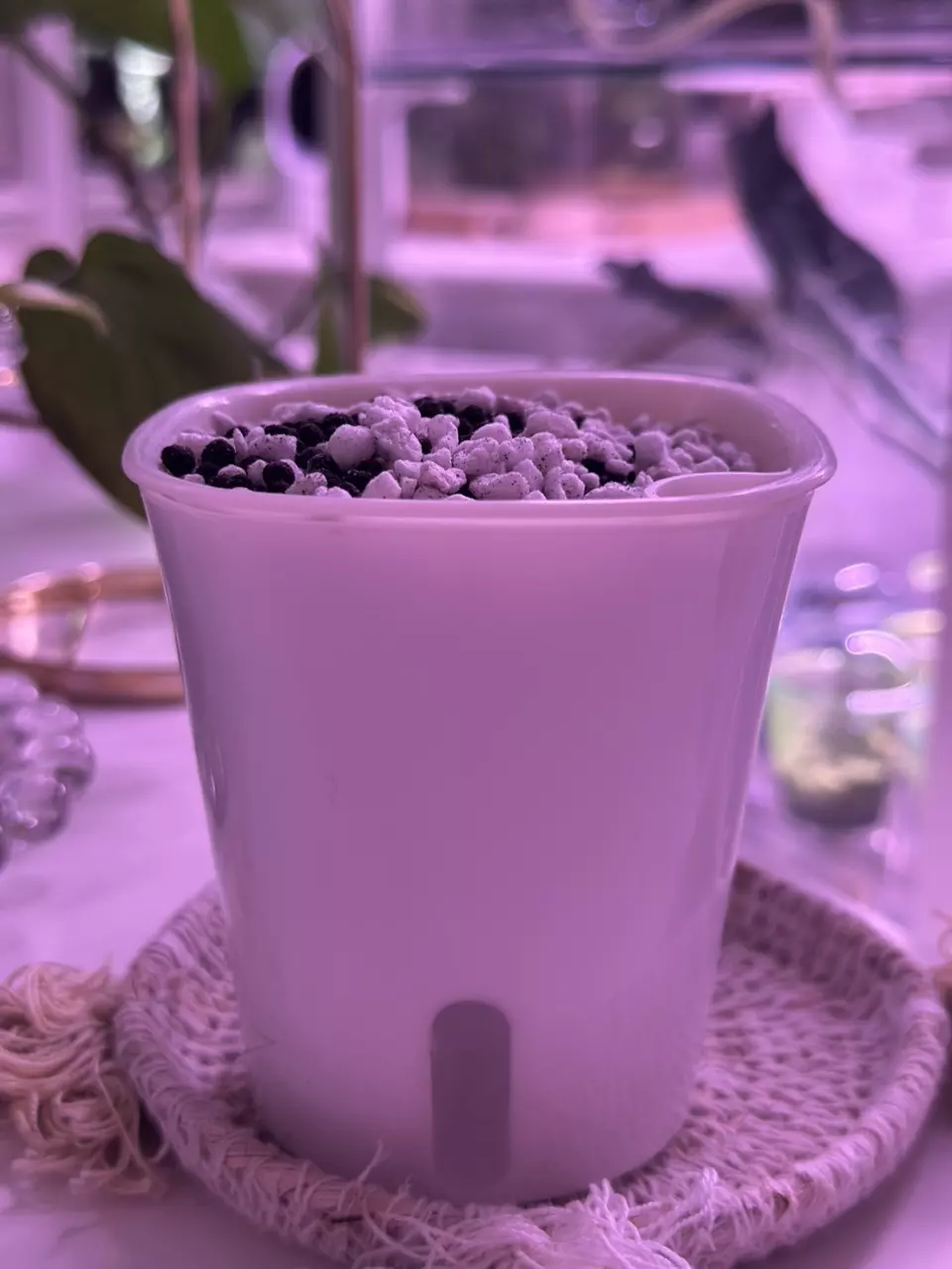 plant/Self watering setup 3’ - stratum/perlite included upon request!-1