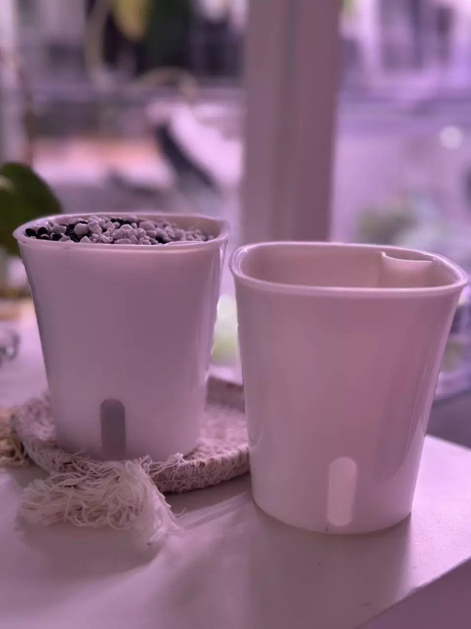 plant/Self watering setup 3’ - stratum/perlite included upon request!-0