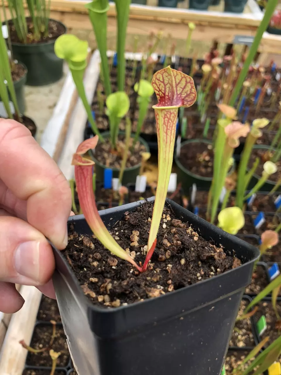 plant/1 - Pack Growers Choice-1