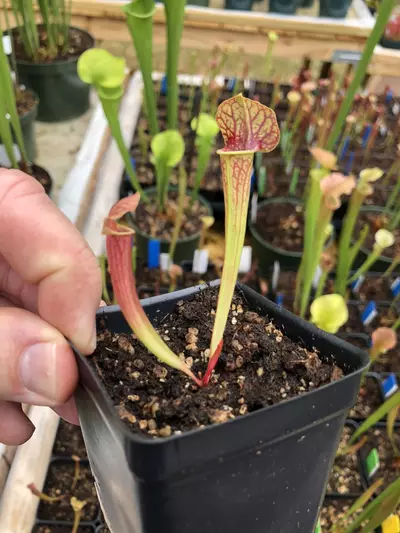 plant/1 - Pack Growers Choice-1-thumbnail