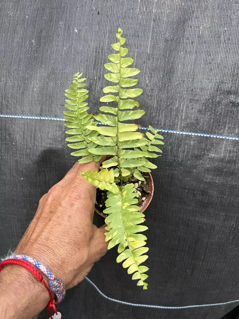 heat_pack/Variegated Boston fern-0