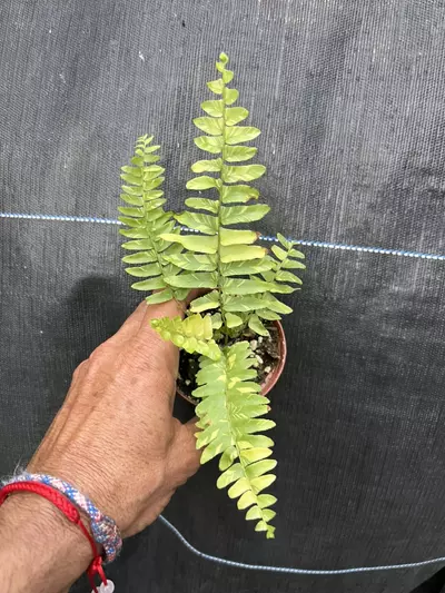 heat_pack/Variegated Boston fern-0-thumbnail
