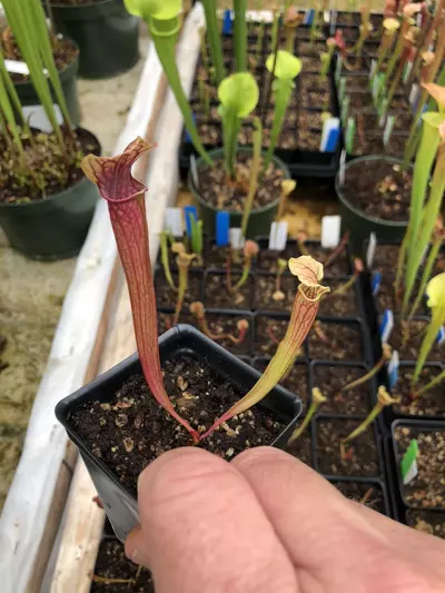 plant/1 - Pack Growers Choice-0-thumbnail