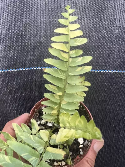 heat_pack/Variegated Boston fern-1-thumbnail