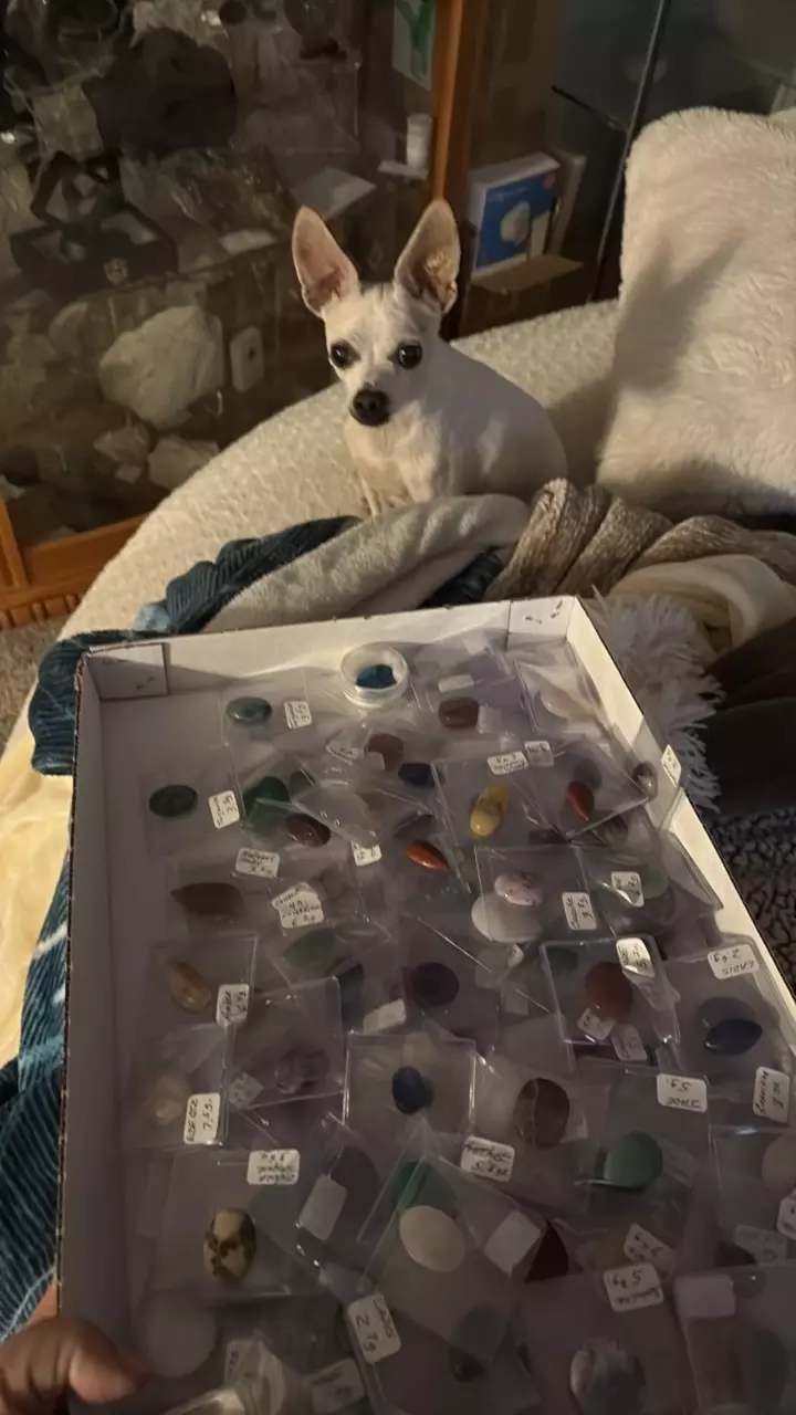 plant/Mislabeled cab lot for Amy-0