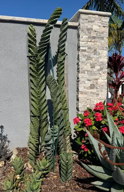 plant/20 SEEDS Cereus forbesii “Spiral Cactus”-1-thumbnail