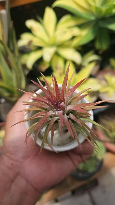 plant/Air plantd-2-thumbnail