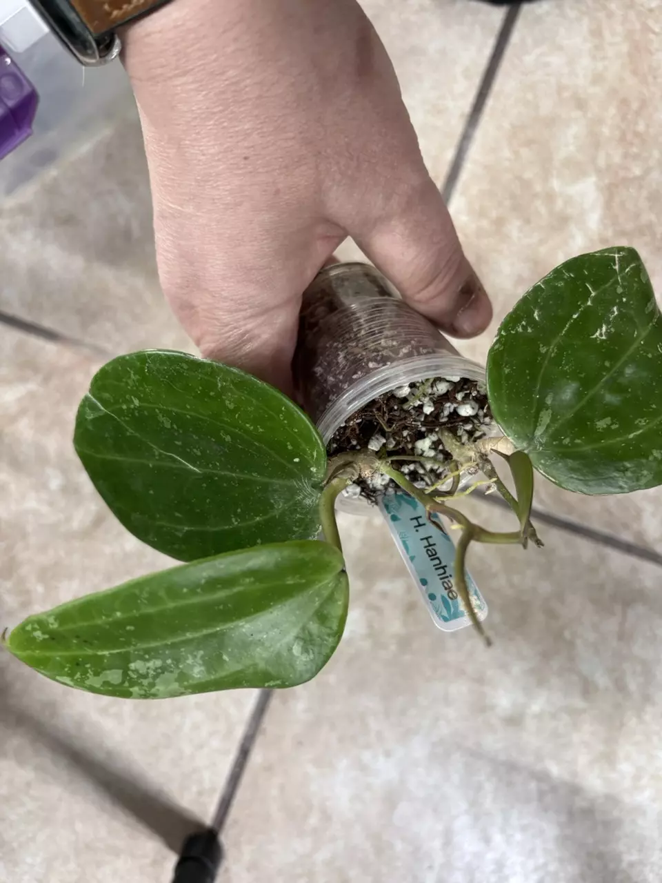 plant/Hoya Hanhiae 2 Rooted Cuttings W/3 New Leaves + 2 New Stems-Some Cosmetic Damage-1