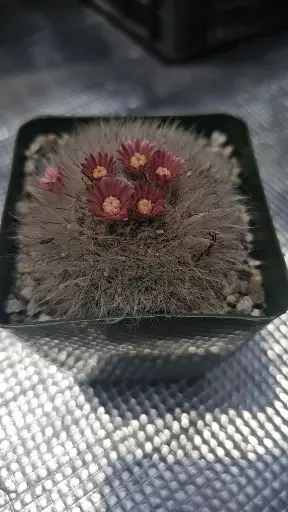plant/Mammillaria 4"-1