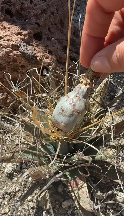 plant/20 SEEDS - Leuchtenbergia principis-2-thumbnail