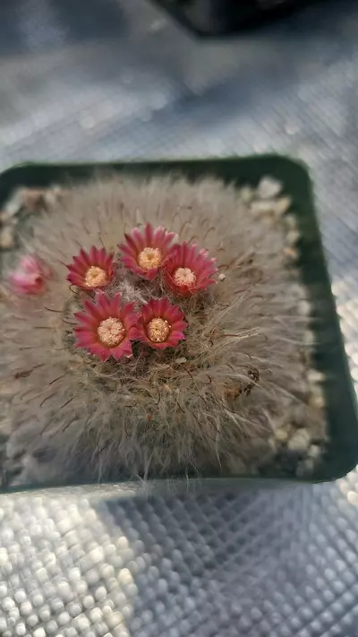 plant/Mammillaria 4"-0-thumbnail