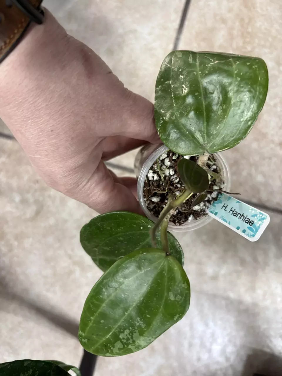 plant/Hoya Hanhiae 2 Rooted Cuttings W/3 New Leaves + 2 New Stems-Some Cosmetic Damage-0