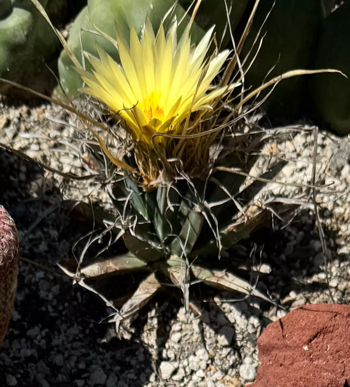 plant/20 SEEDS - Leuchtenbergia principis-0