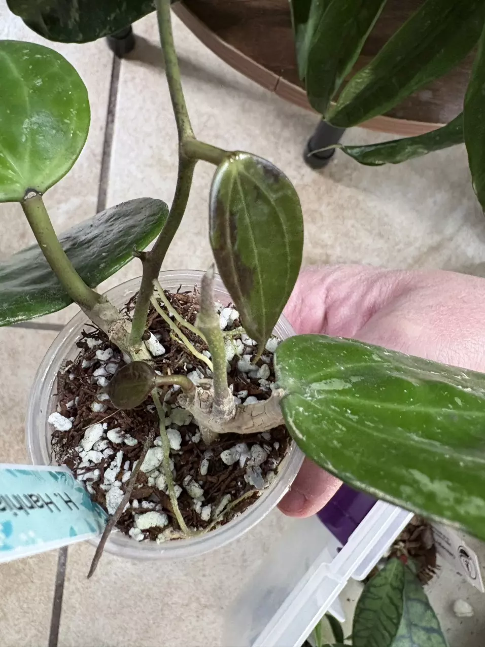 plant/Hoya Hanhiae 2 Rooted Cuttings W/3 New Leaves + 2 New Stems-Some Cosmetic Damage-2