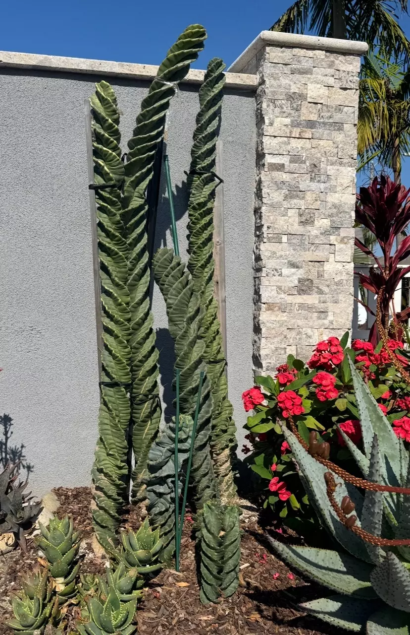 plant/50 SEEDS - Cereus forbesii “Spiral Cactus-1