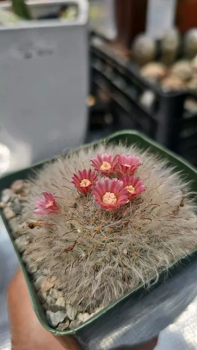 plant/Mammillaria 4"-2-thumbnail