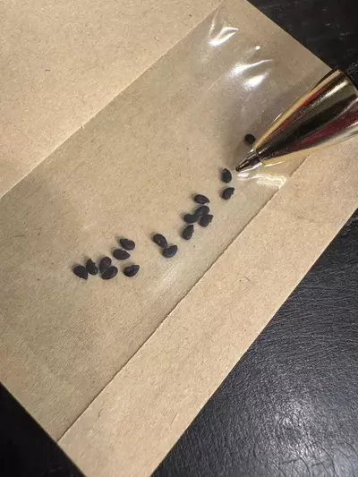 plant/20 SEEDS Cereus forbesii “Spiral Cactus”-2-thumbnail