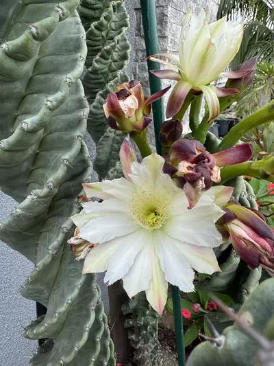 plant/20 SEEDS Cereus forbesii “Spiral Cactus”-0-thumbnail