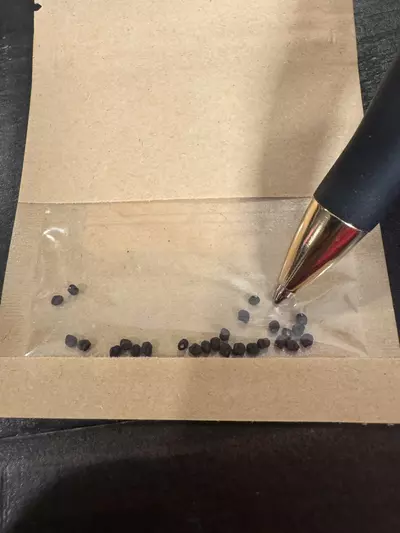 plant/20 SEEDS - Leuchtenbergia principis-3-thumbnail