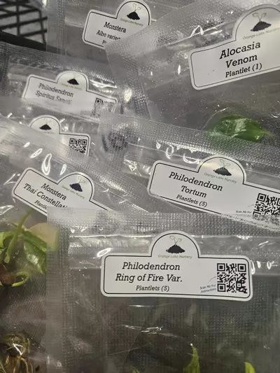 plant/Grower’s Choice 20-Pack of Tissue Culture.-2-thumbnail