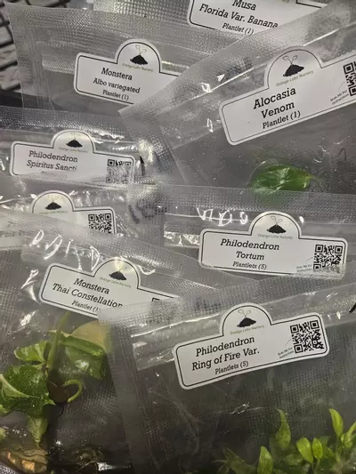 plant/Grower’s Choice 20-Pack of Tissue Culture.-3-thumbnail