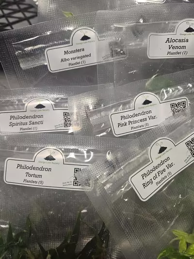 plant/Grower’s Choice 20-Pack of Tissue Culture.-5-thumbnail