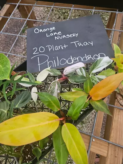 plant/Grower’s Choice 20-Pack of Philodendrons-1-thumbnail