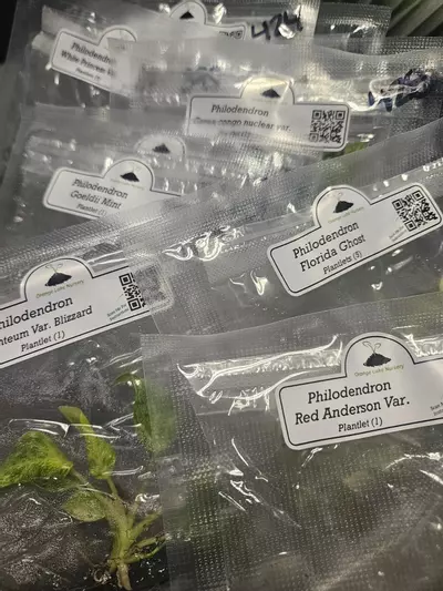 plant/Grower’s Choice 20-Pack of Tissue Culture.-7-thumbnail