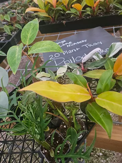 plant/Grower’s Choice 20-Pack of Philodendrons-2-thumbnail