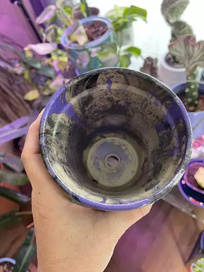 plant/4” Hydro-dipped clay pot: purple/black/silver-5-thumbnail