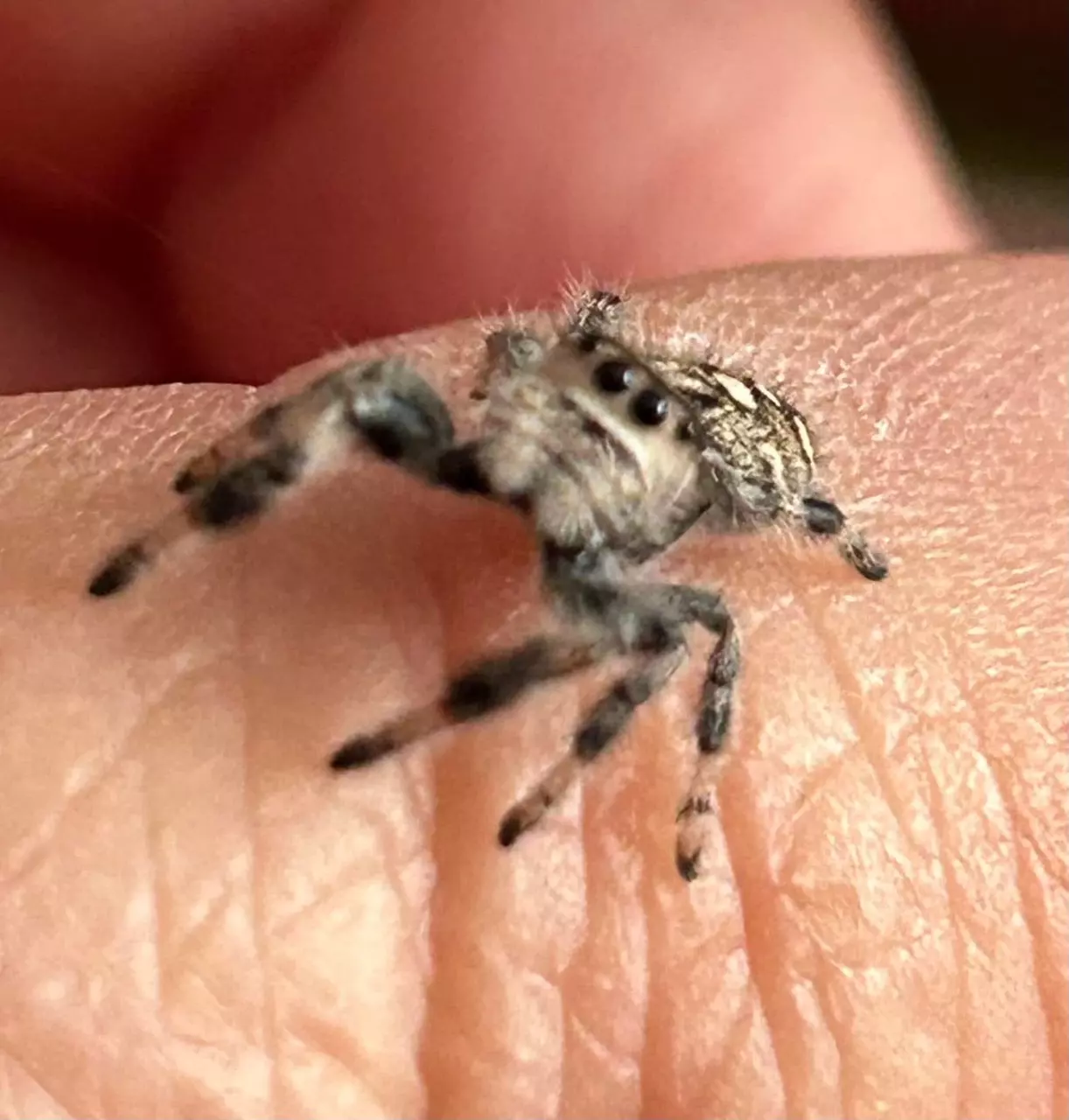 plant/Regal Babies (jumping Spiders 🖤🕸️🕷️)-1