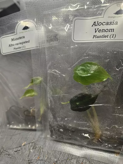 plant/Grower’s Choice 20-Pack of Tissue Culture.-6-thumbnail