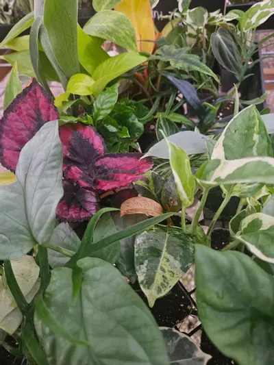 plant/Grower’s Choice 20-Pack of Starters-2-thumbnail